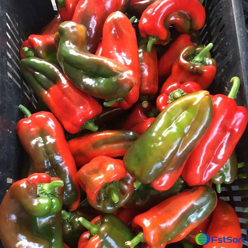 images/1660808272935clasificadora de pimientos.jpg